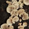 Crepidotus mollis, Gallertfleischiges Stummelfüßchen